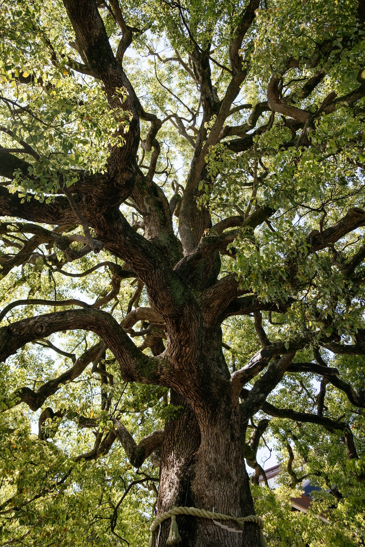 An old tree with many intertwined branches.